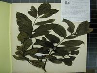 Herbarium sample